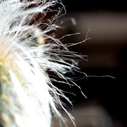 Close-up of dandelion against blurred background