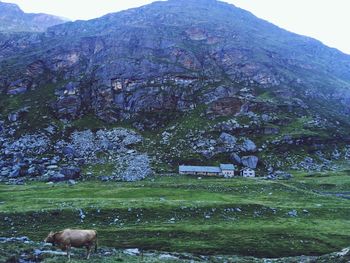 Sheep grazing on field against mountain