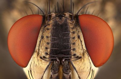 Extreme close-up of dragonfly