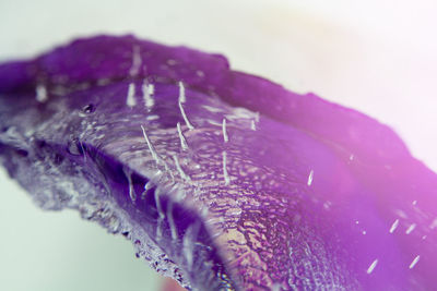 Close-up of purple leaf
