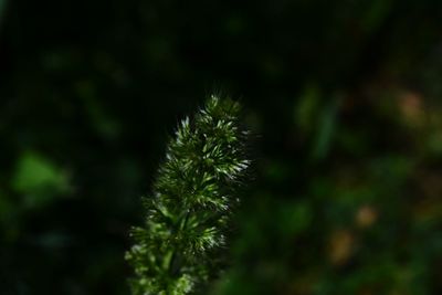 Close-up of plant