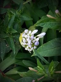 Close-up of white flowers