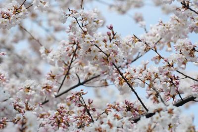 Low angle view of cherry blossom tree