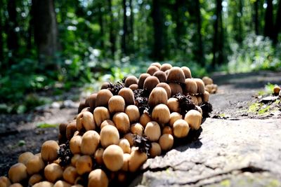 Close-up of mushrooms growing on tree trunk in forest