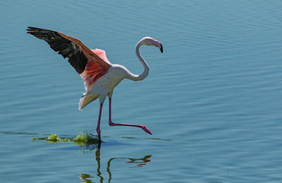 Flamingo on lake