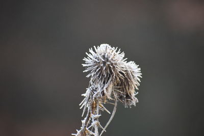 Close-up of wilted dandelion against white background