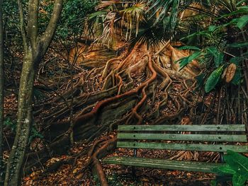 Bamboo trees in plants