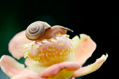 Close-up of snail on pink flower
