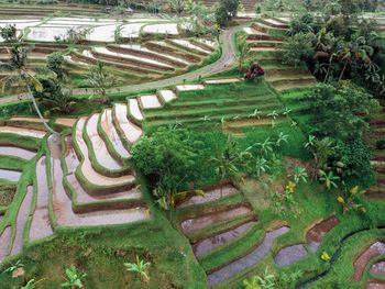 High angle view of vineyard on field