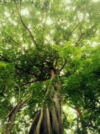 Low angle view of tree