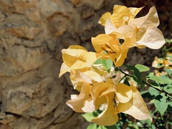 Close-up of yellow flowering plant