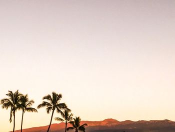 Palm trees against sky