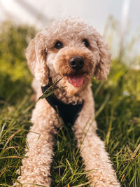 Close-up of dog