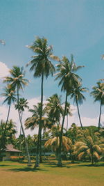 Palm trees on field against sky