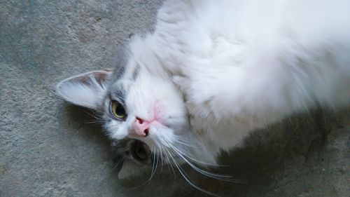 High angle view of cat lying outdoors