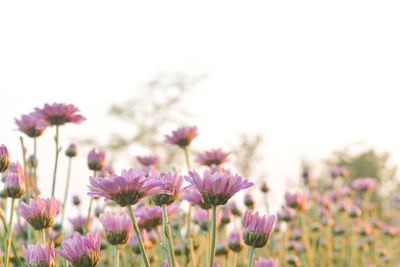 Close-up of purple flowering plants on field
