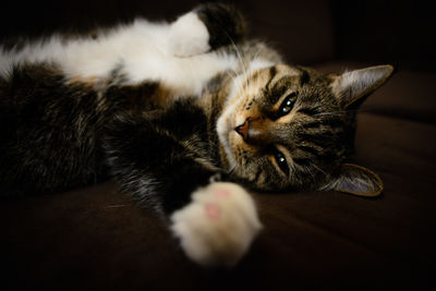 Close-up of cat resting