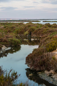 Reflection of trees in water