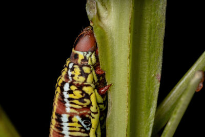 Close-up of insect on plant