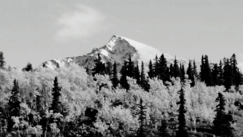 Snow covered trees on mountain against sky