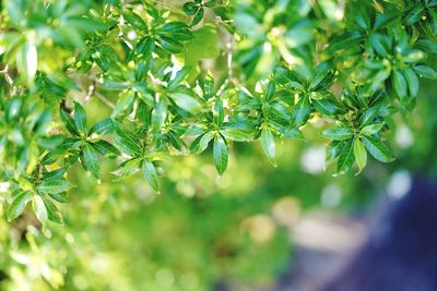 Close-up of leaves on tree