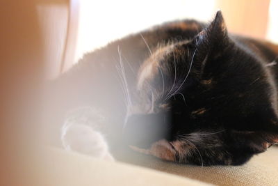 Close-up of cat with eyes closed