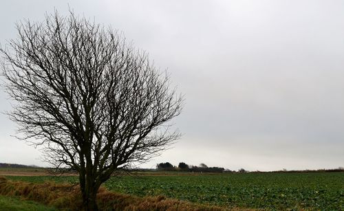 Bare tree on field against sky