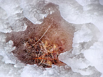 Close-up of frozen rock on land