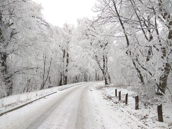 Road amidst trees during winter