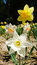 Close-up of white crocus flowers on field