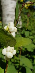 Close-up of white flowering plant