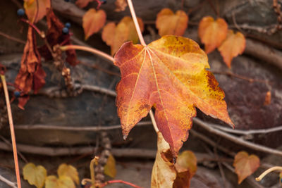 Close-up of dry maple leaves during autumn