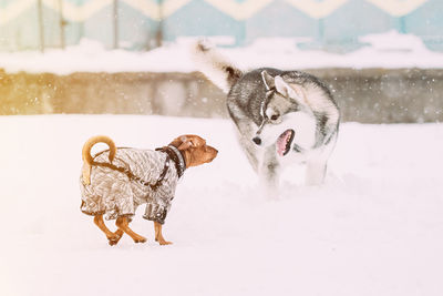 Dogs running on snow covered field