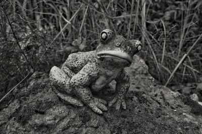 Close-up of frog on rock