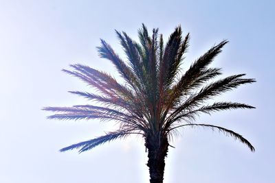 Low angle view of palm tree against clear sky