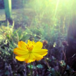 Close-up of yellow flowers blooming in field