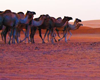 Camel in desert