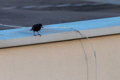 Bird perching on a wall