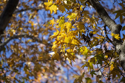 Yellow leaves on a tree with a blue sky peeking out