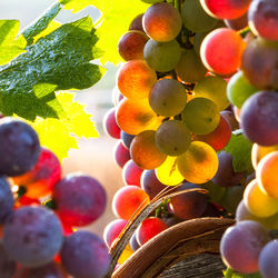 Close-up of grapes