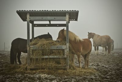 Horse standing in field against sky