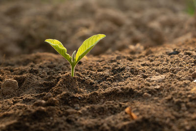 Close-up of small plant growing on field