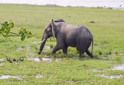 Side view of elephant on field