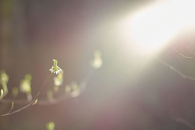 Close-up of plant growing against bright sun