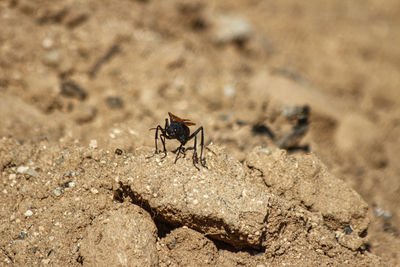 Close-up of insect on rock