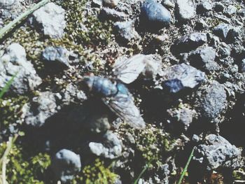 Close-up of plants