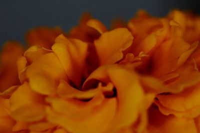 Close-up of yellow flower