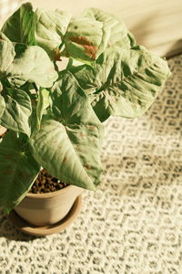 Close-up of leaves