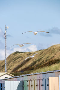 Low angle view of bird flying against clear sky