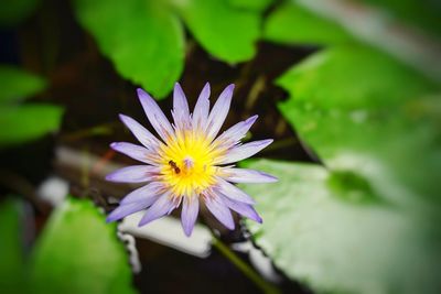 Close-up of purple flowering plant